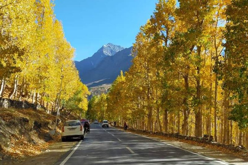 Green pine forest valley near Kullu